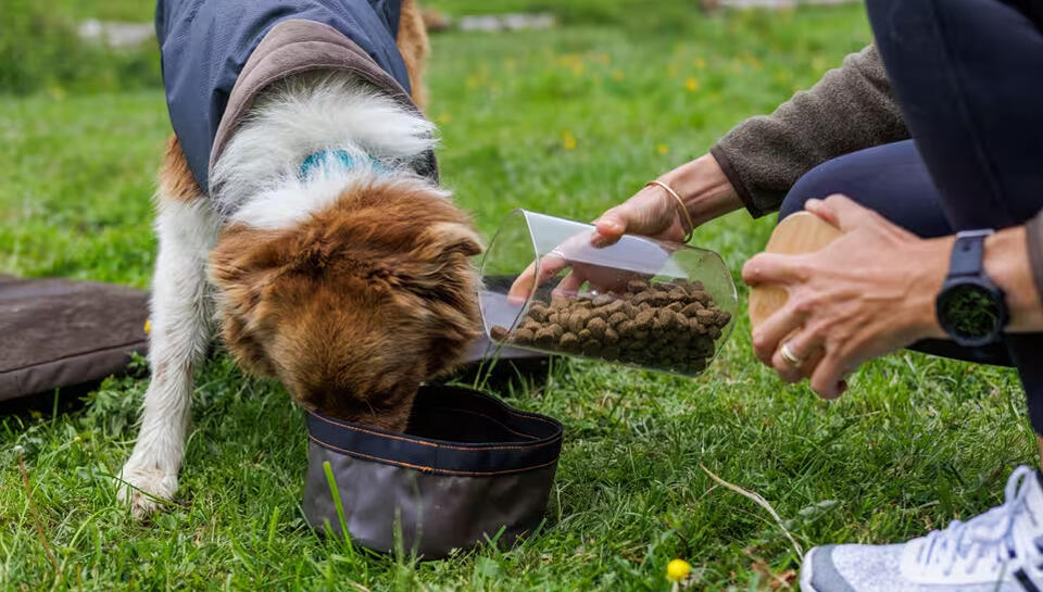 CROQUETTES POUR CHIEN